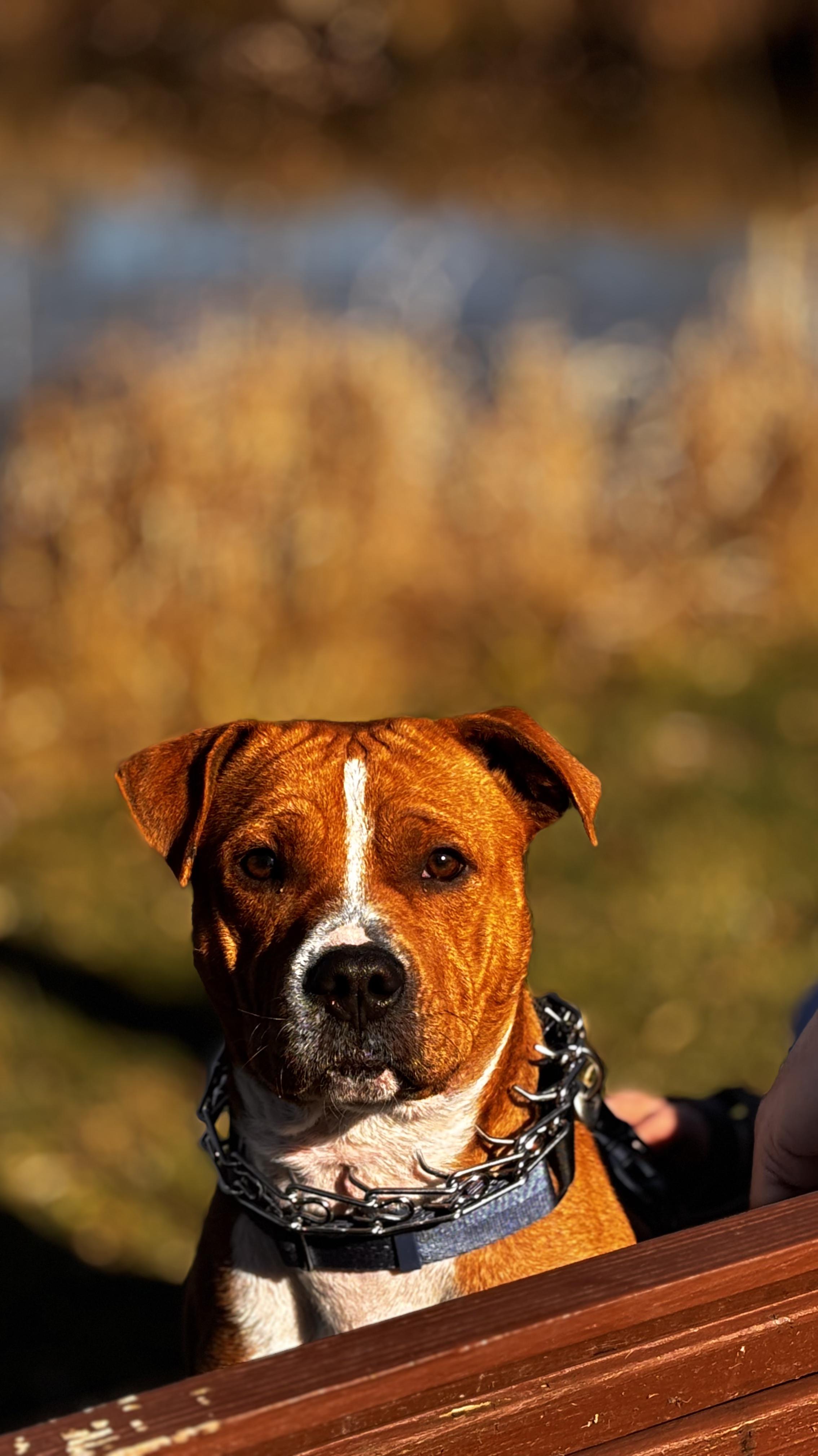 Enlarge Bode, a Adoptable mixed breed in Elmira, NY image 2/5