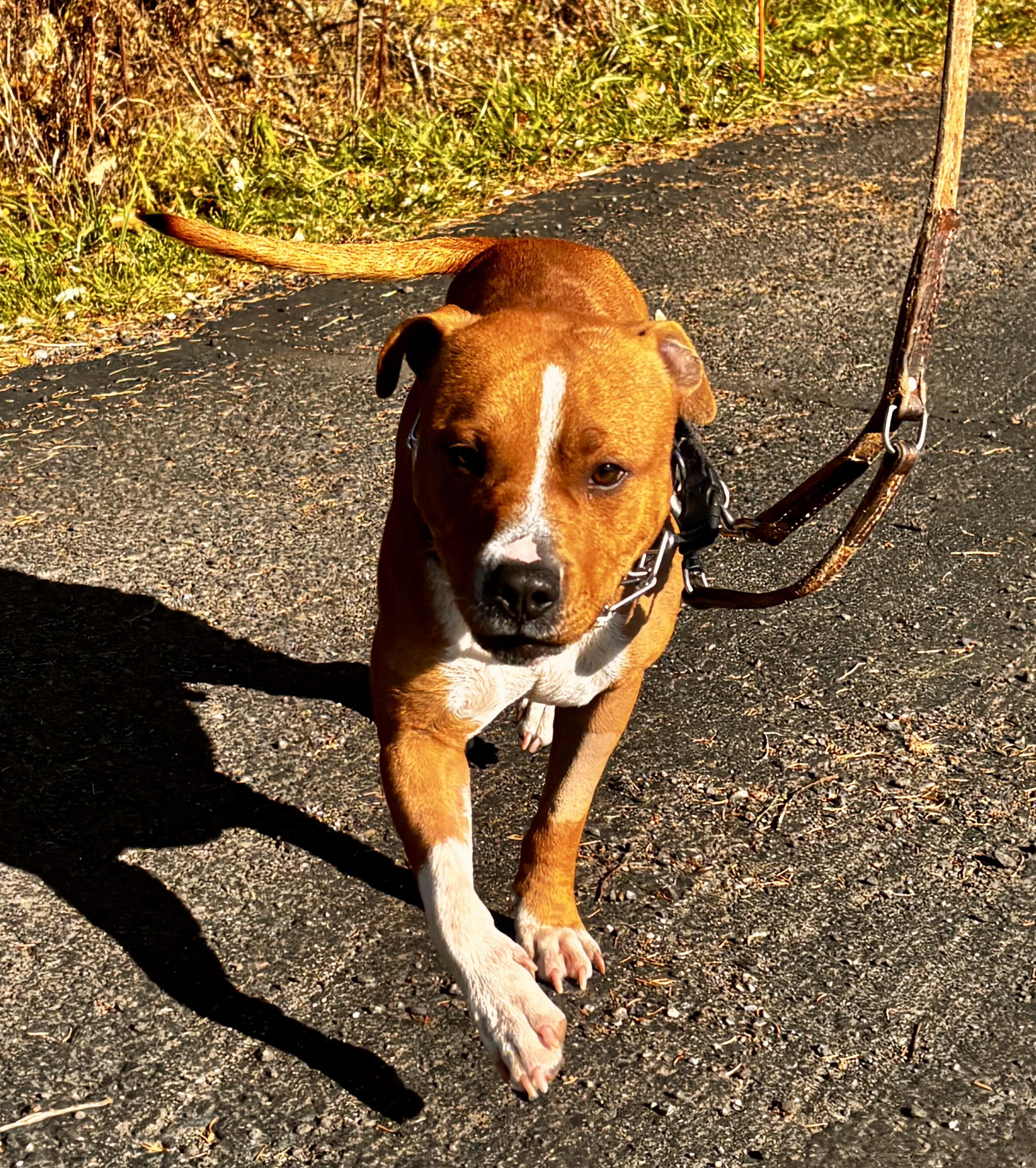Enlarge Bode, a Adoptable mixed breed in Elmira, NY image 3/5