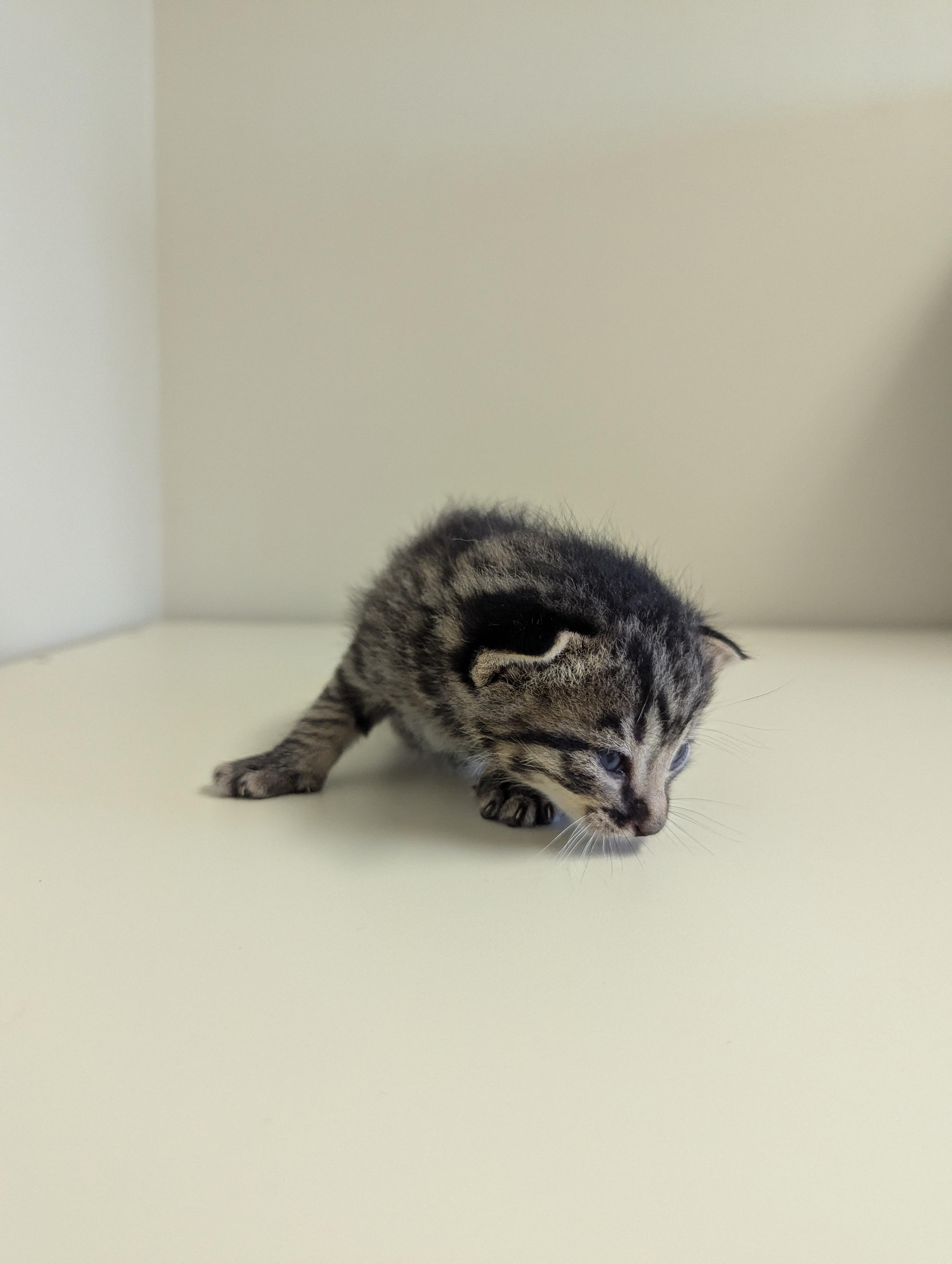 Anger, an adoptable Domestic Short Hair in Morden, MB, R6M 1Y4 | Photo Image 1