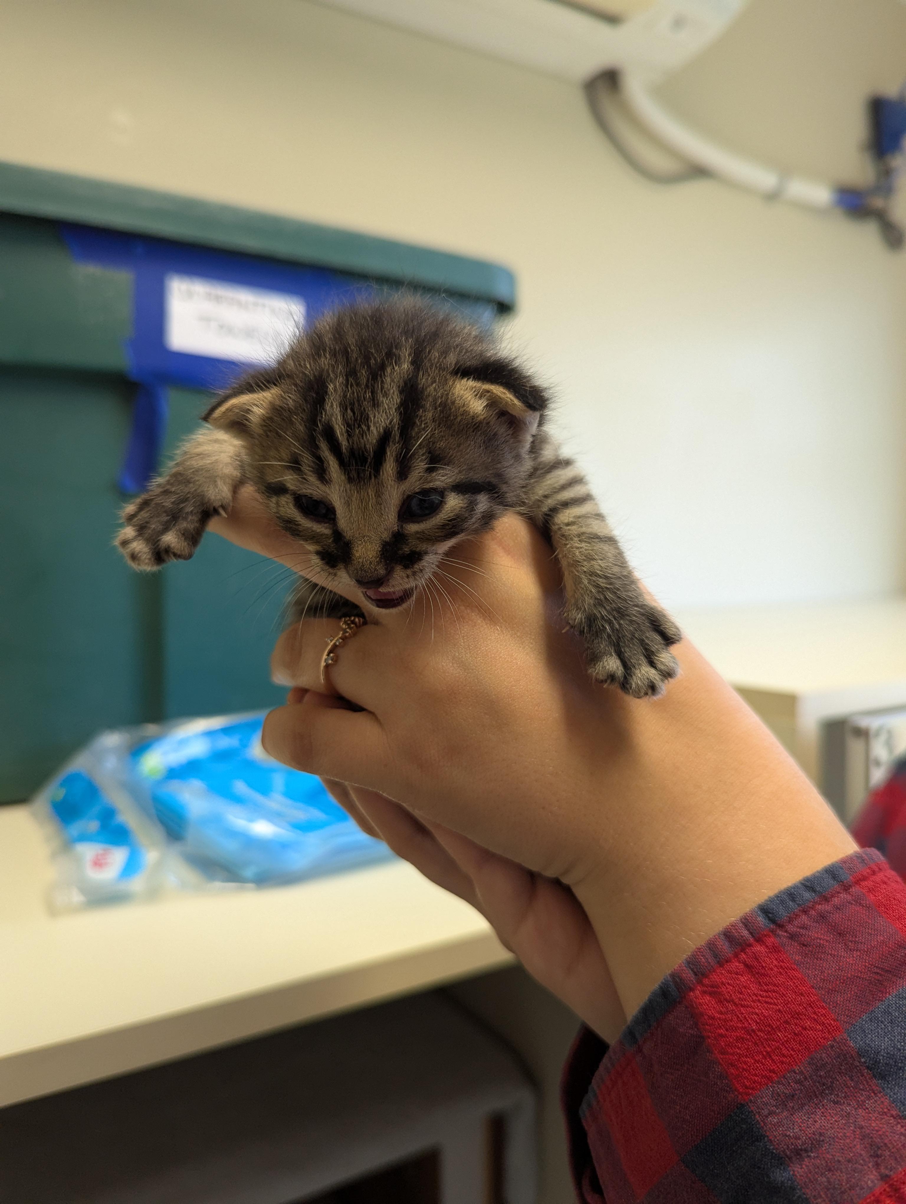 Anger, an adoptable Domestic Short Hair in Morden, MB, R6M 1Y4 | Photo Image 2