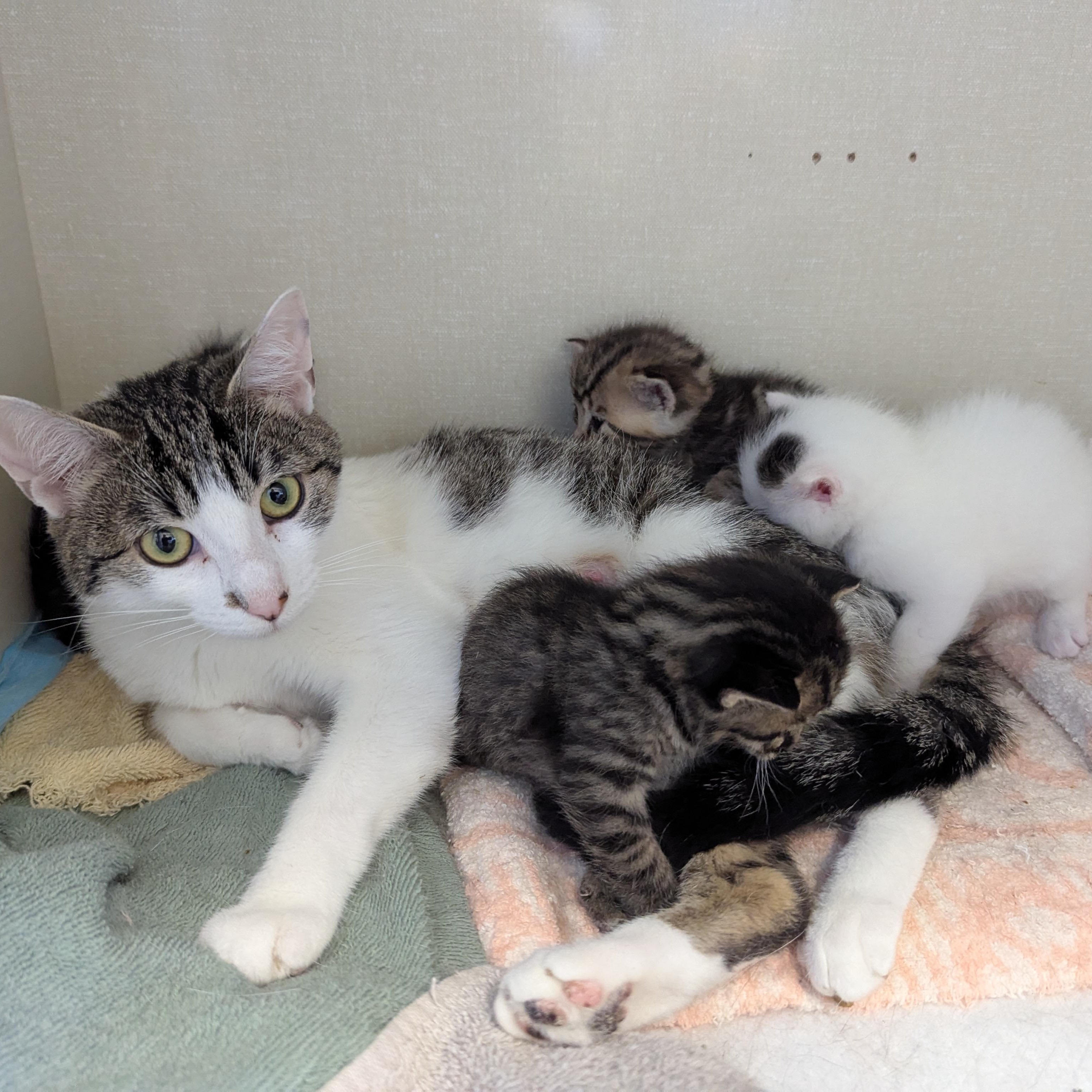 Anger, an adoptable Domestic Short Hair in Morden, MB, R6M 1Y4 | Photo Image 3