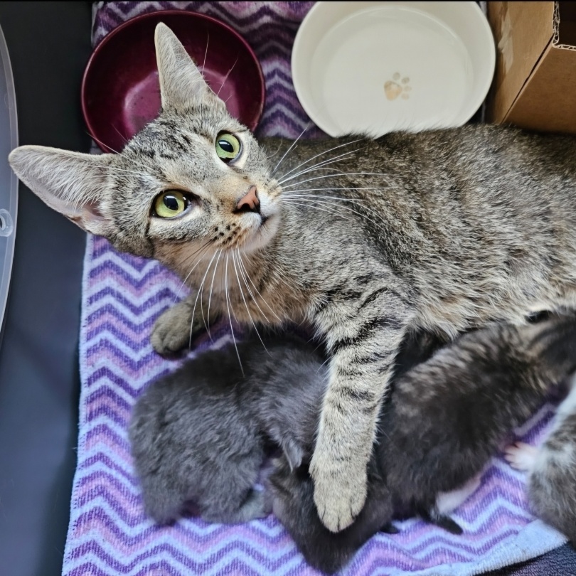 Cat for adoption Aqua, a Domestic Short Hair in Hopkinton, MA Petfinder