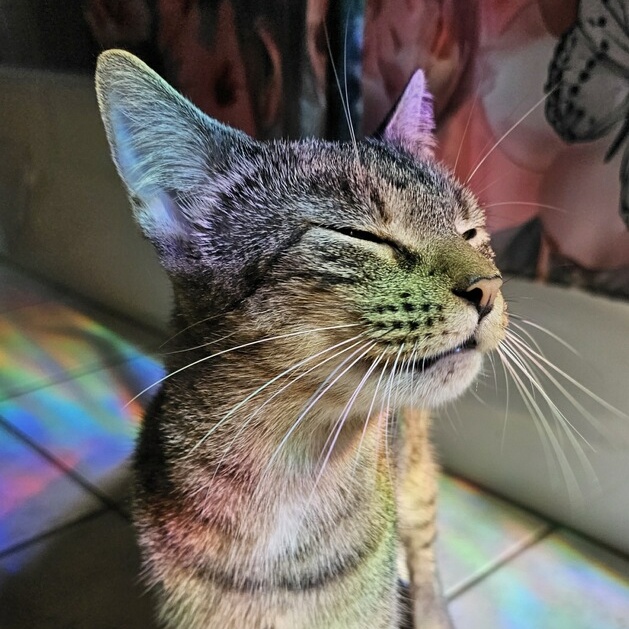 Cat for adoption Aqua, a Domestic Short Hair in Hopkinton, MA Petfinder