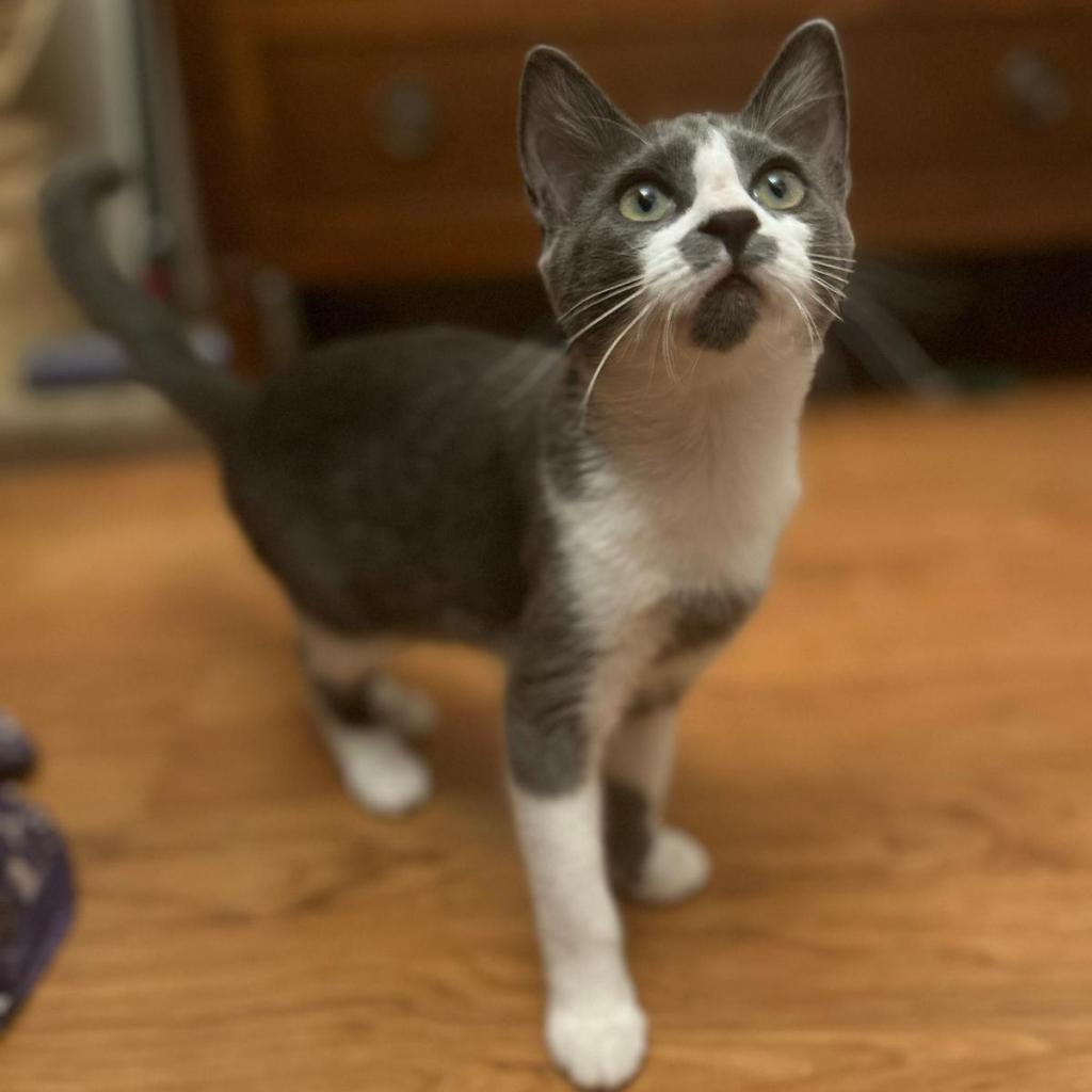 Enlarge Sophia, a Adoptable Domestic Short Hair in New York, NY image 2/6