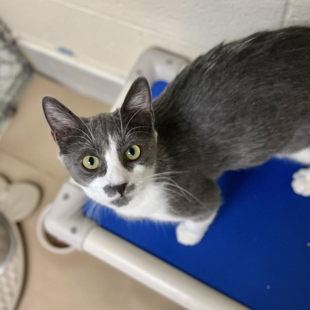 Enlarge Sophia, a Adoptable Domestic Short Hair in New York, NY image 5/6