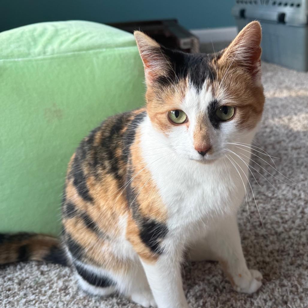 Callie, Adoptable, Adult Female Domestic Short Hair.