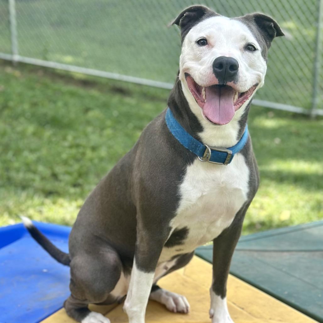 Ellie Mae, Adoptable, Adult Female Pit Bull Terrier.