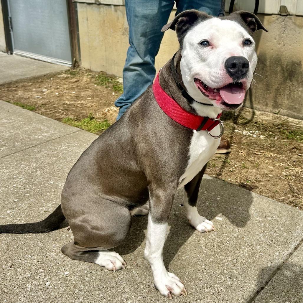 Ellie Mae, a Adoptable Pit Bull Terrier in Warrensburg, MO image 2/6