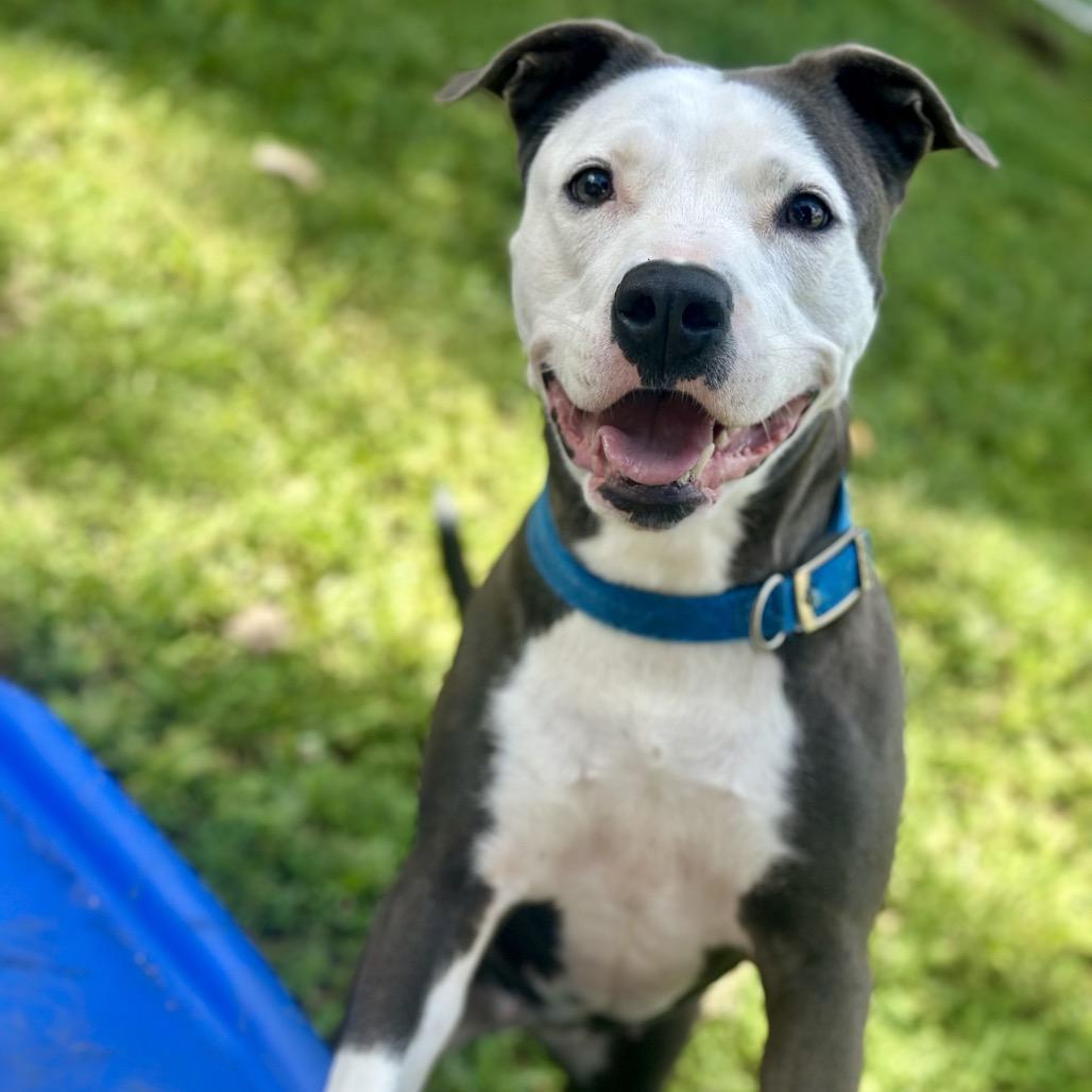 Ellie Mae, a Adoptable Pit Bull Terrier in Warrensburg, MO image 3/6