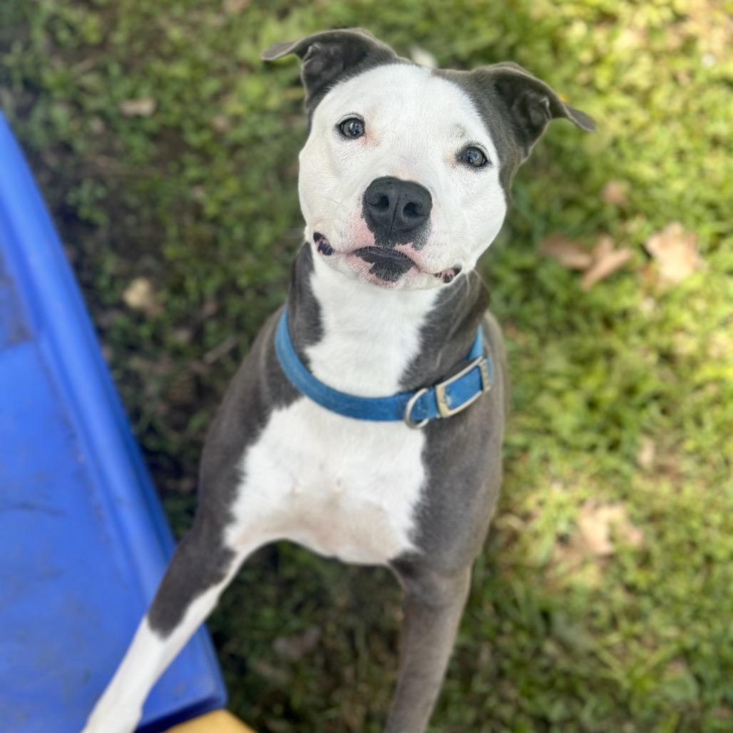 Ellie Mae, a Adoptable Pit Bull Terrier in Warrensburg, MO image 4/6