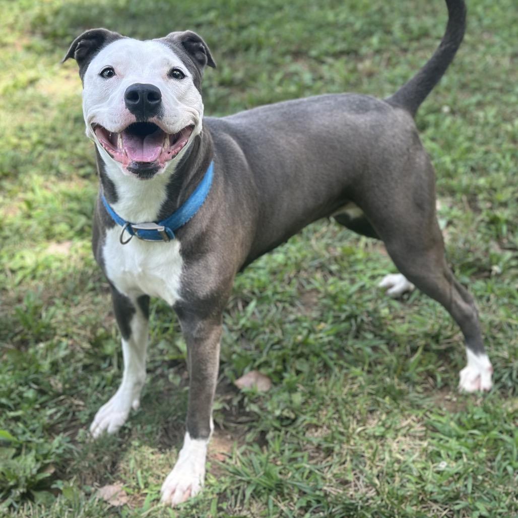 Ellie Mae, a Adoptable Pit Bull Terrier in Warrensburg, MO image 5/6
