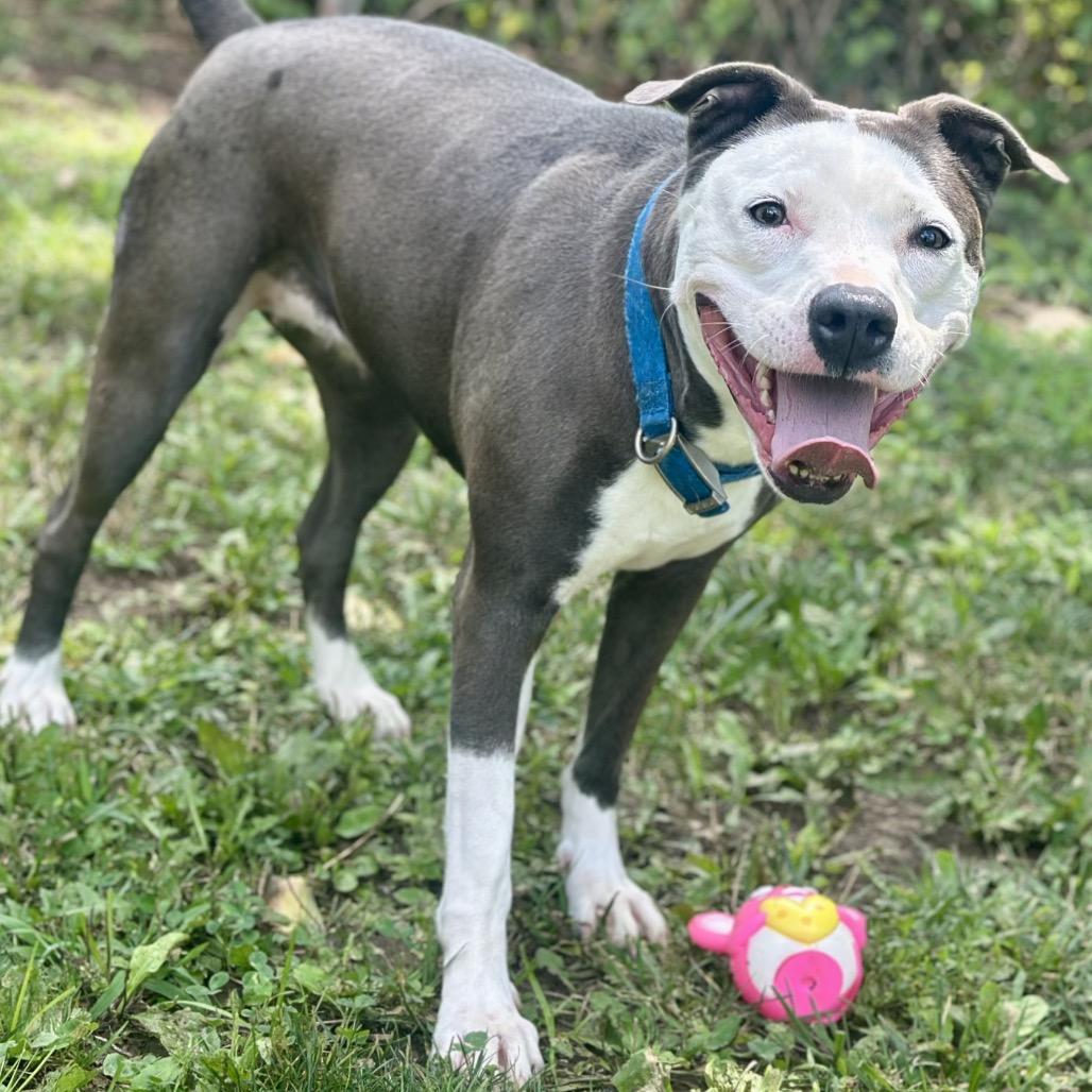 Ellie Mae, a Adoptable Pit Bull Terrier in Warrensburg, MO image 6/6