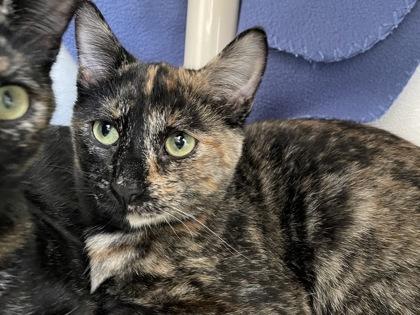 Rune, Adoptable, Adult Female Domestic Short Hair & Domestic Short Hair.