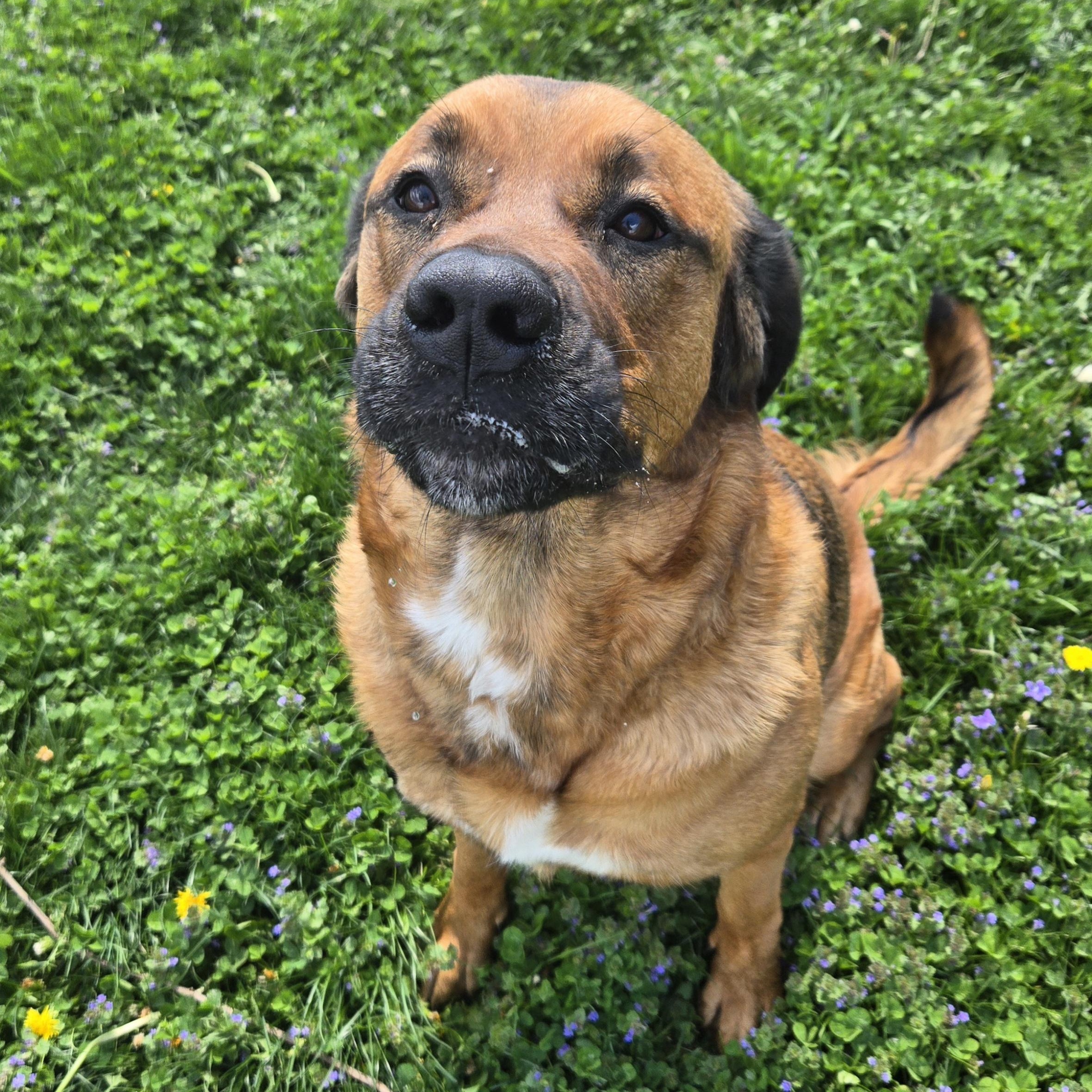 Enlarge Bernice , a ADOPTABLE Mixed Breed in Xenia , OH image 2/6