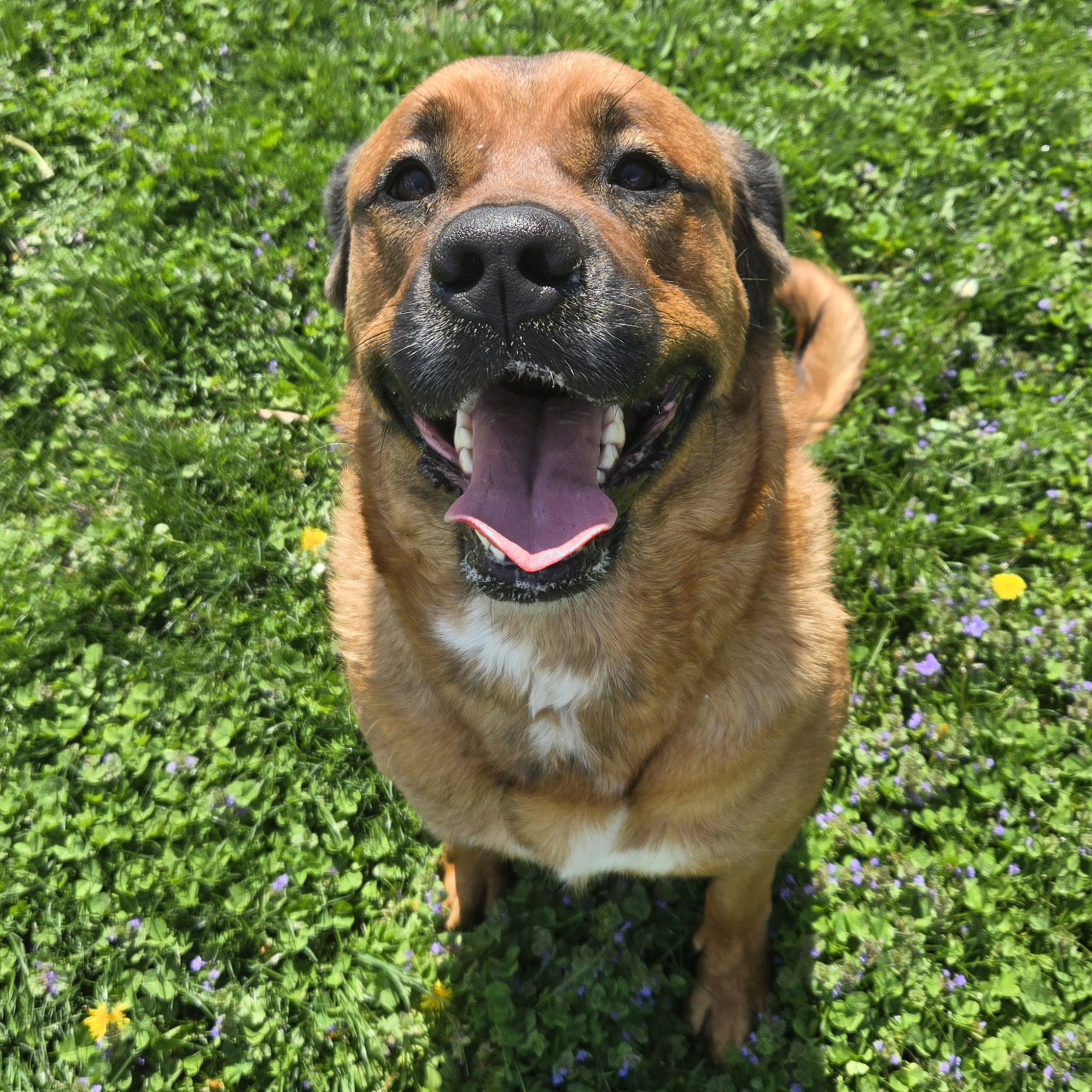 Enlarge Bernice , a ADOPTABLE Mixed Breed in Xenia , OH image 4/6