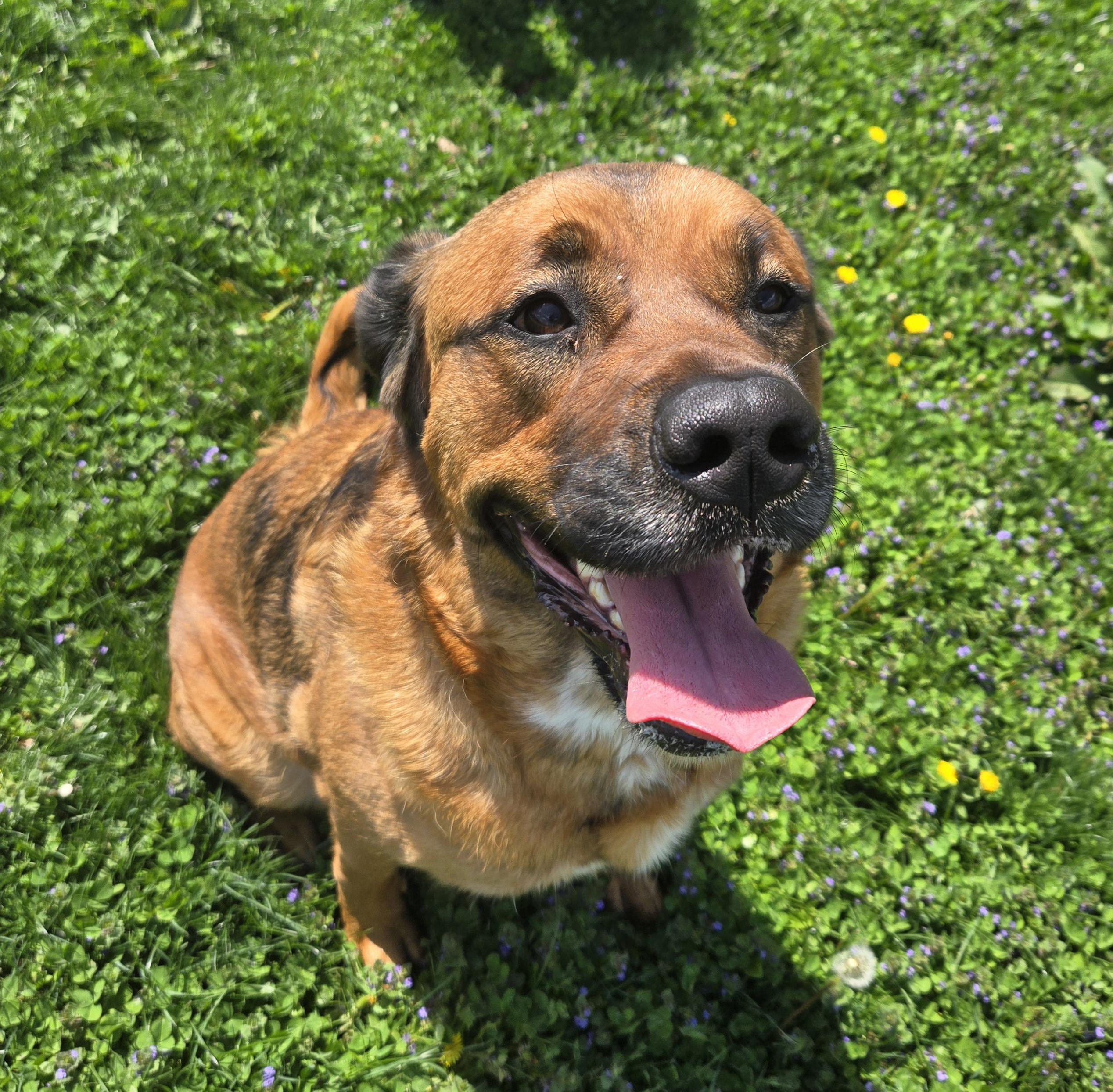 Enlarge Bernice , a ADOPTABLE Mixed Breed in Xenia , OH image 6/6