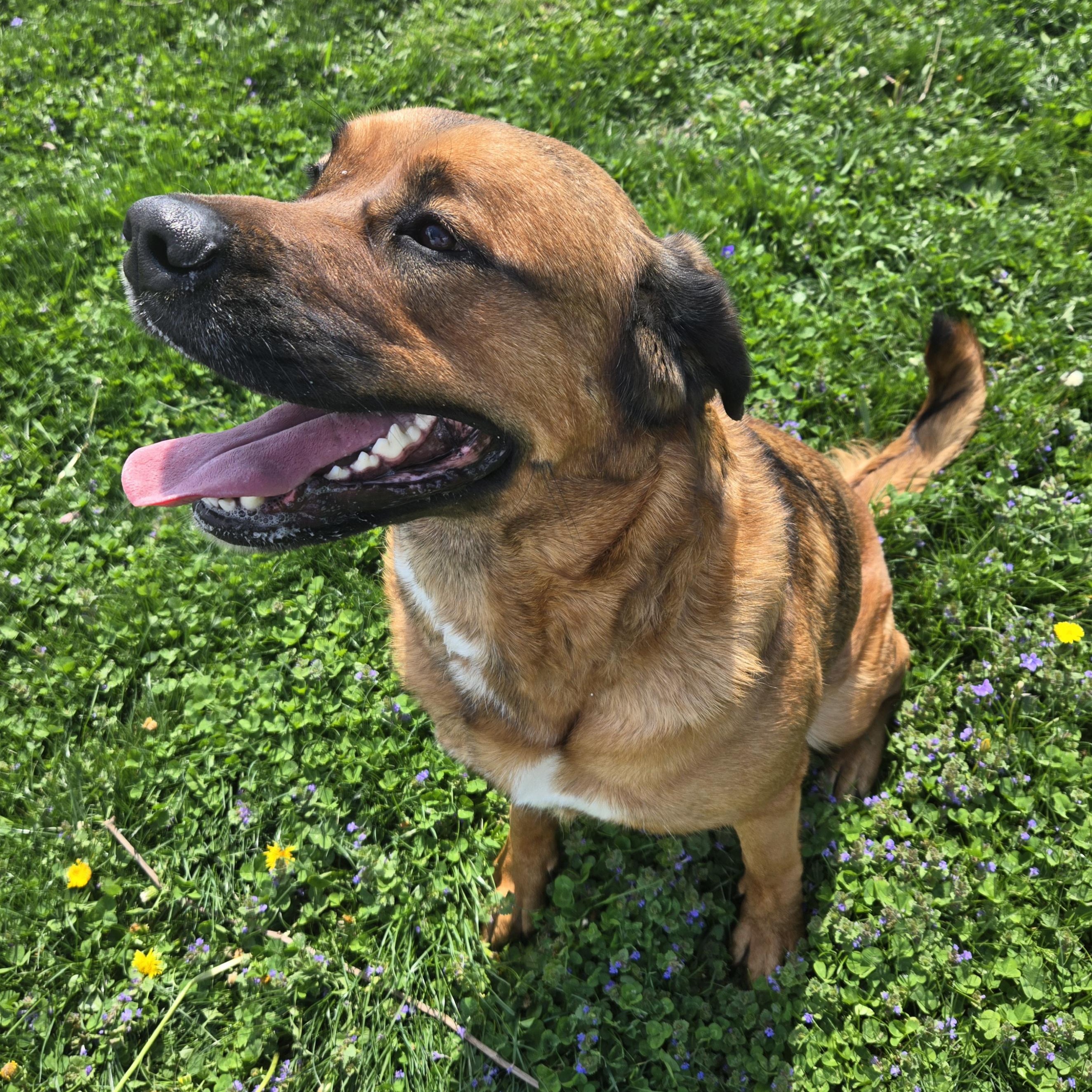 Enlarge Bernice , a ADOPTABLE Mixed Breed in Xenia , OH image 5/6