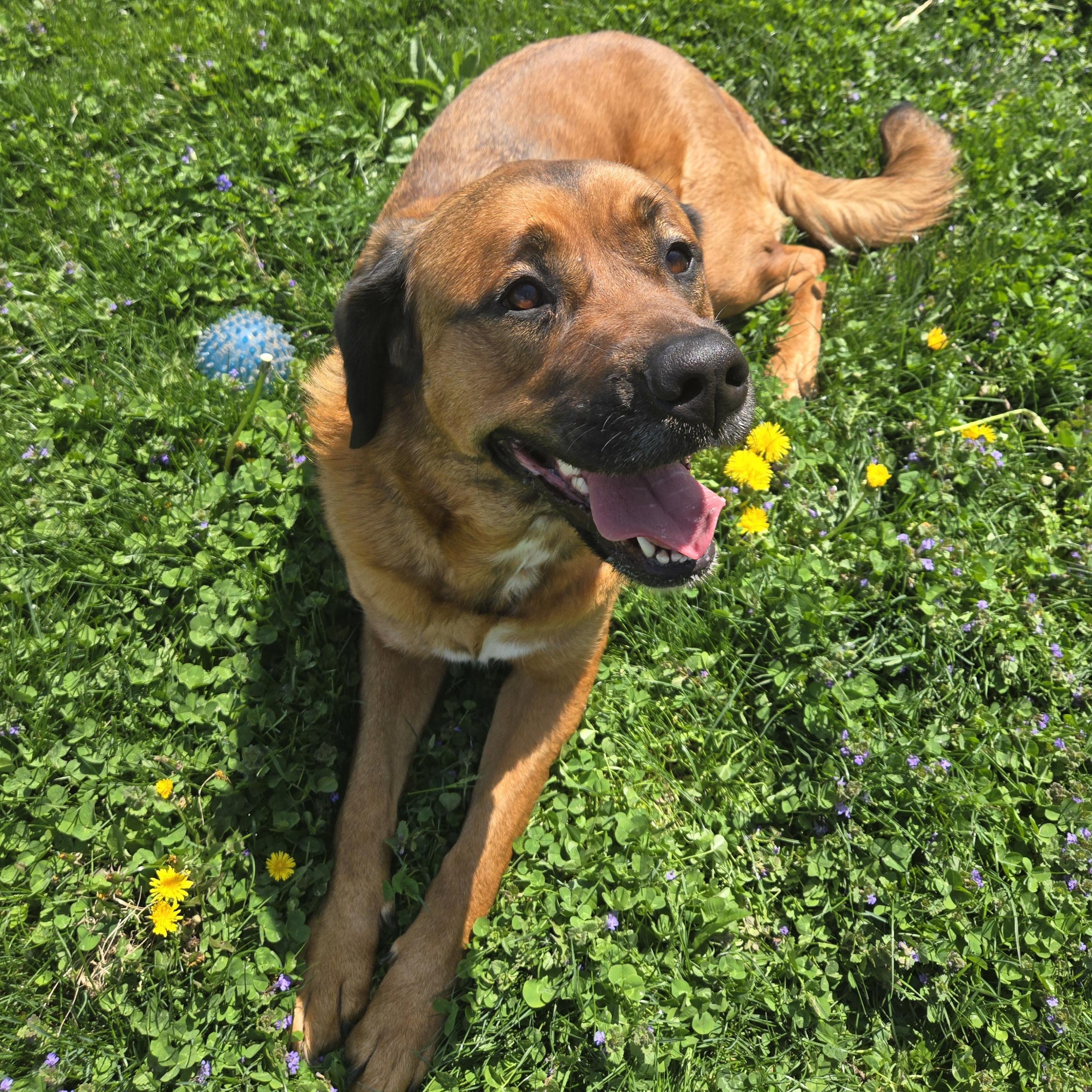 Enlarge Bernice , a ADOPTABLE Mixed Breed in Xenia , OH image 1/6