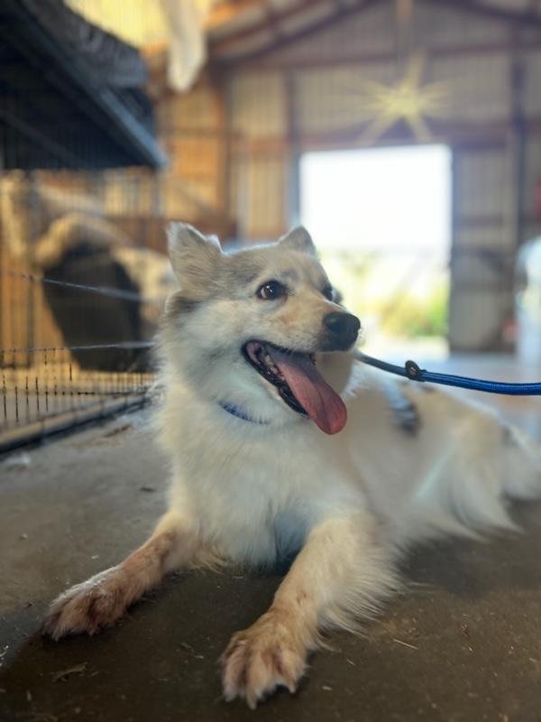 AURORA: The Smiling Star Who’s Ready to Light Up Your Life, an adoptable American Eskimo Dog, Pomsky in Fulshear, TX, 77441 | Photo Image 2