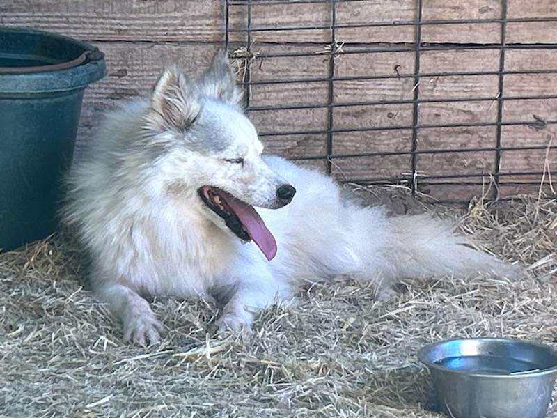 AURORA: The Smiling Star Who’s Ready to Light Up Your Life, an adoptable American Eskimo Dog, Pomsky in Fulshear, TX, 77441 | Photo Image 3