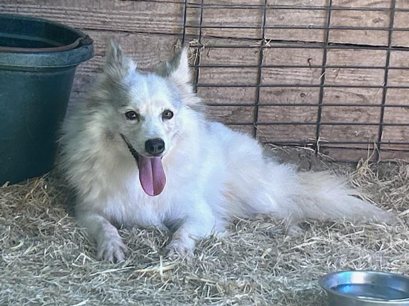AURORA: The Smiling Star Who’s Ready to Light Up Your Life, an adoptable American Eskimo Dog, Pomsky in Fulshear, TX, 77441 | Photo Image 5