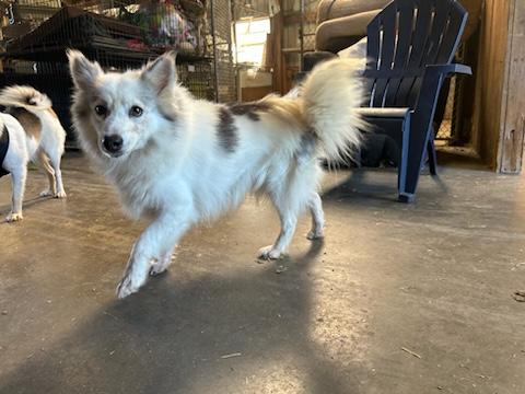 AURORA: The Smiling Star Who’s Ready to Light Up Your Life, an adoptable American Eskimo Dog, Pomsky in Fulshear, TX, 77441 | Photo Image 4