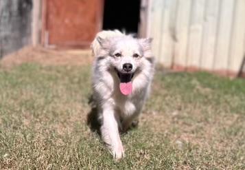 AURORA: The Smiling Star Who’s Ready to Light Up Your Life, an adoptable American Eskimo Dog, Pomsky in Fulshear, TX, 77441 | Photo Image 1