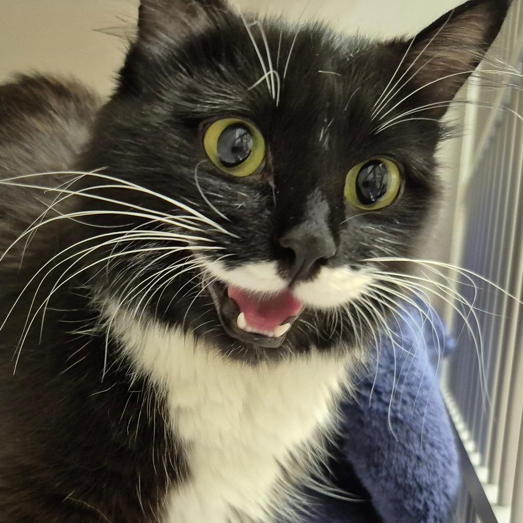 Enlarge Willow, a Adoptable Domestic Medium Hair in Drumheller, AB image 1/1