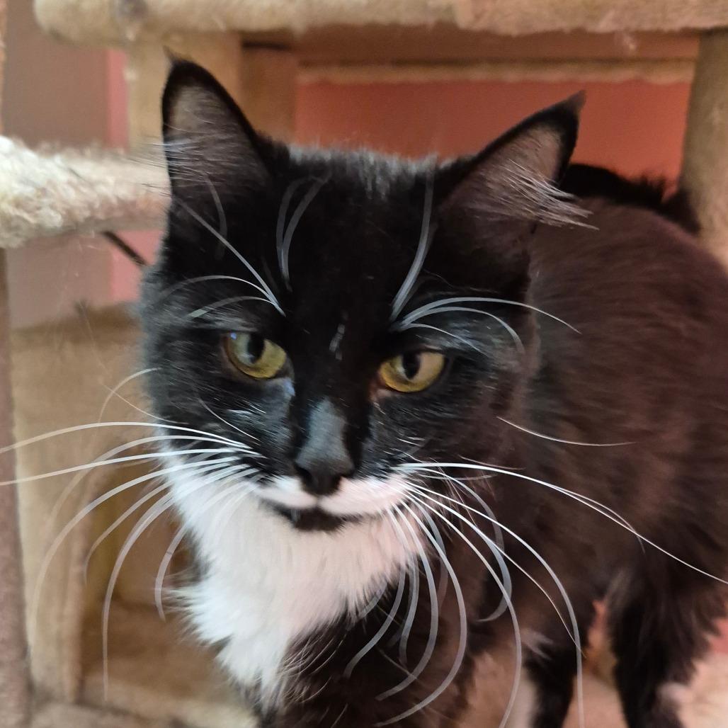 Enlarge Willow, a Adoptable Domestic Medium Hair in Drumheller, AB image 2/3