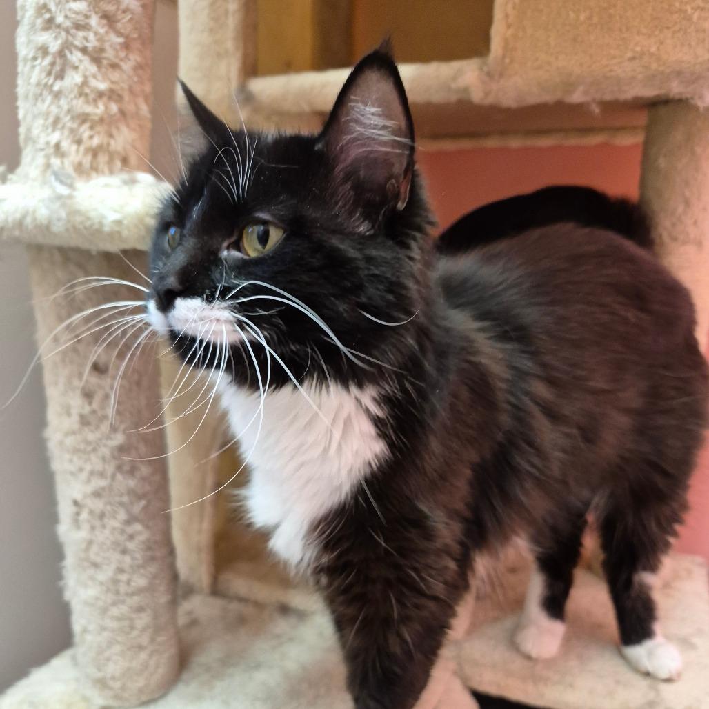 Enlarge Willow, a Adoptable Domestic Medium Hair in Drumheller, AB image 3/3