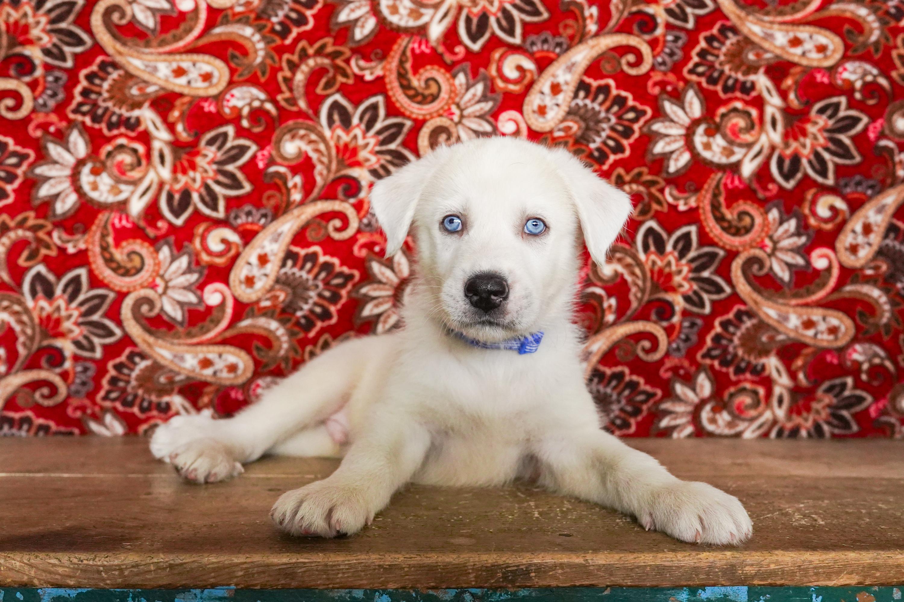 Sirius, Baby Male Great Pyrenees