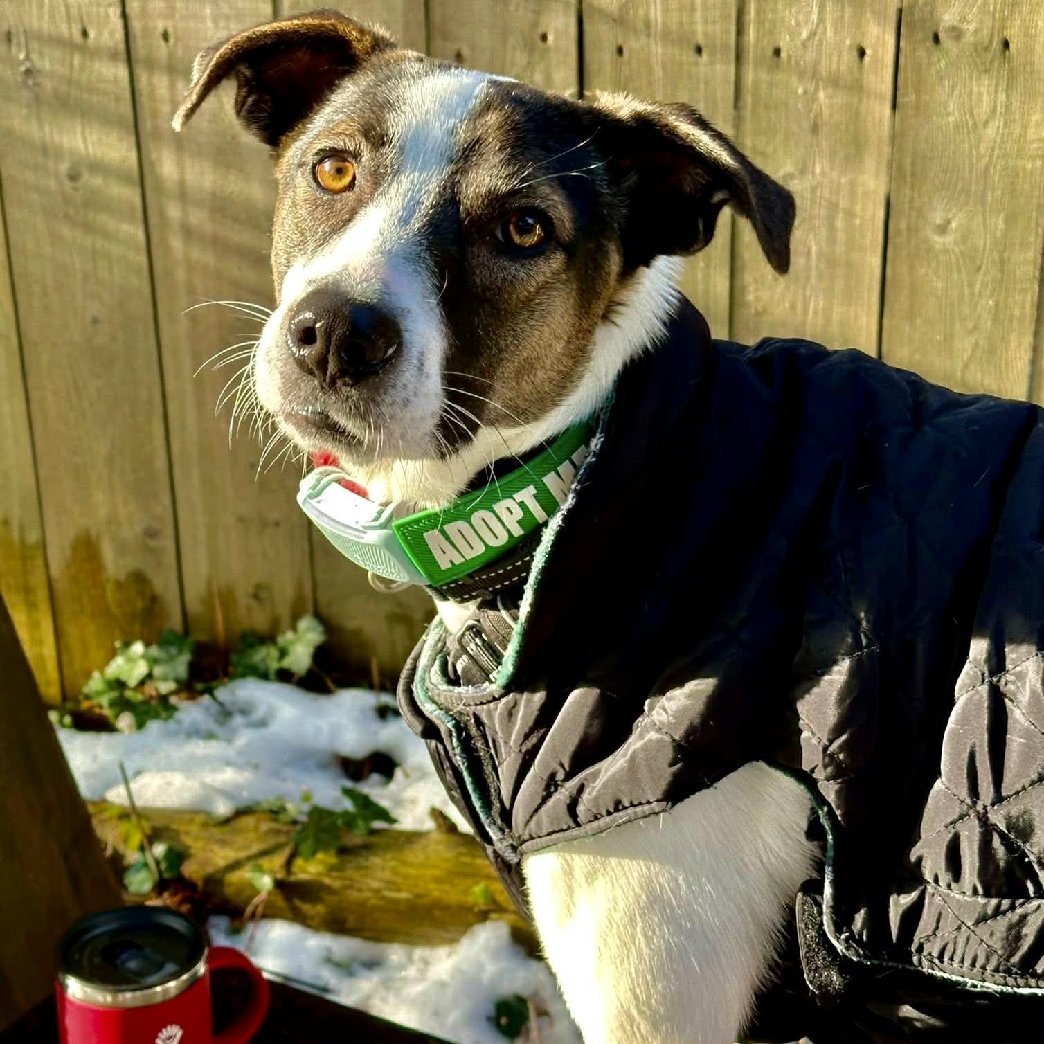 Enlarge Zoe, a Adoptable mixed breed in Waterloo, ON image 3/6