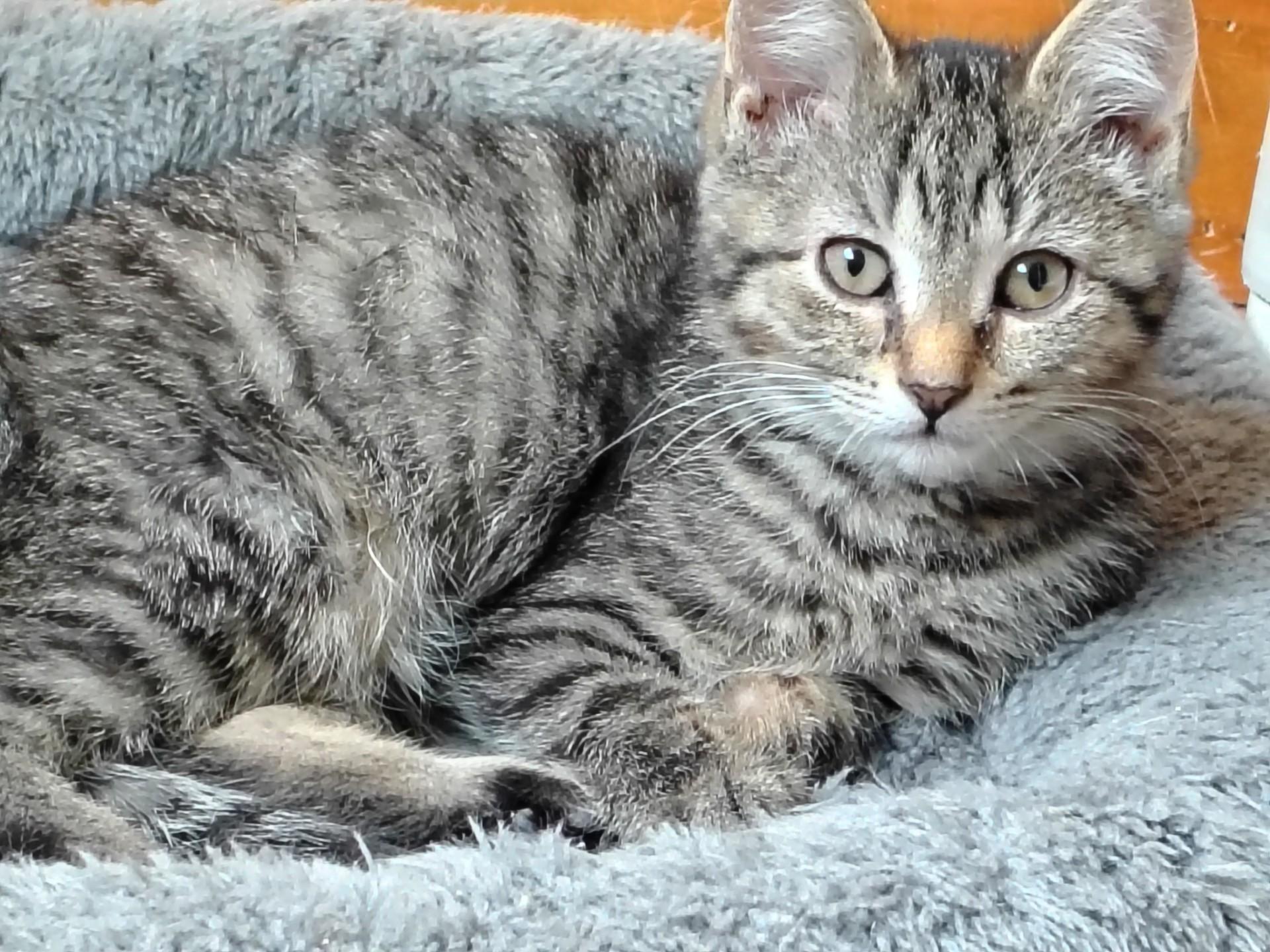 Enlarge Mavis, an adopted mixed breed in Montour Falls, NY image 3/3