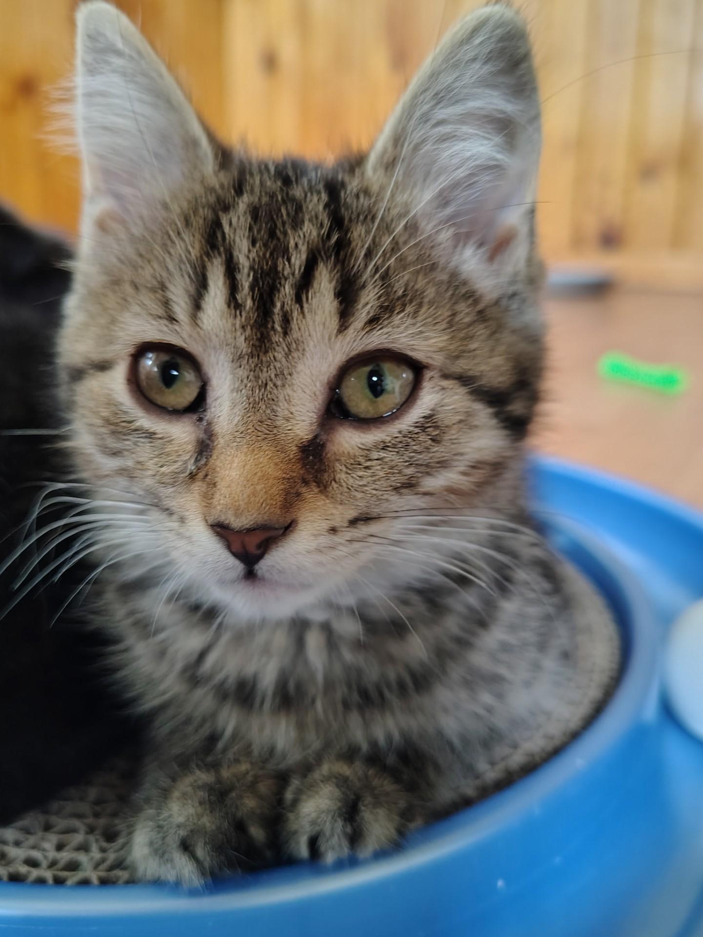 Mavis, adopted, Kitten Female Tabby & Domestic Short Hair.