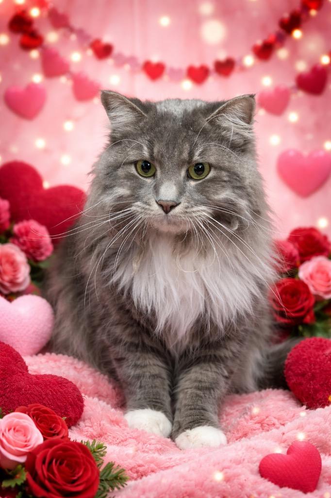 Lucky, Adoptable, Adult Male Domestic Short Hair.