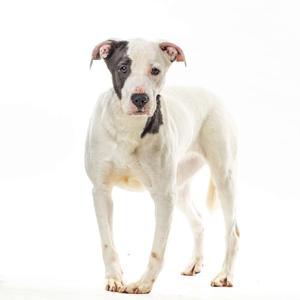 Enlarge Pig, a Adoptable mixed breed in Reno, NV image 1/3