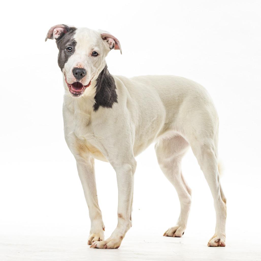 Enlarge Pig, a Adoptable mixed breed in Reno, NV image 2/3