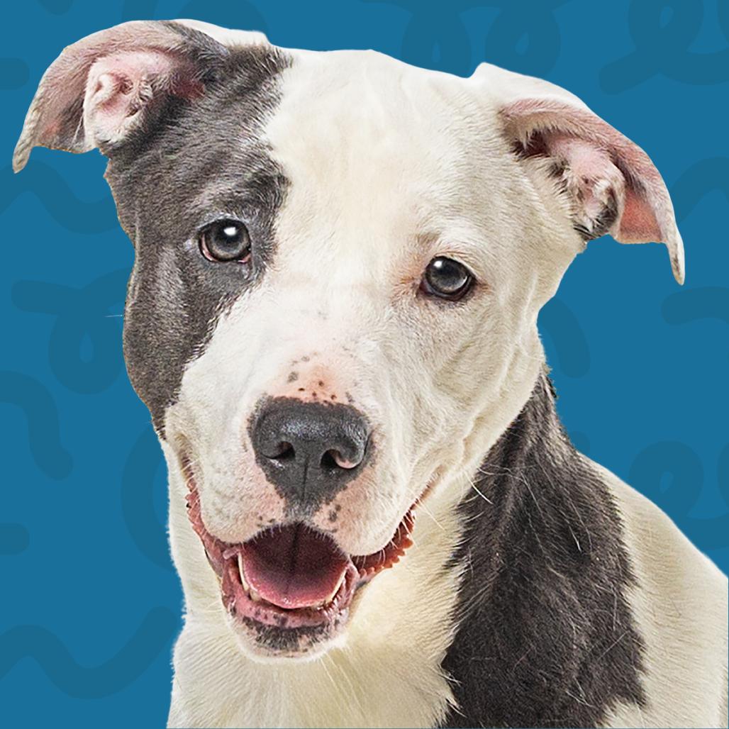 Enlarge Pig, a Adoptable mixed breed in Reno, NV image 3/3