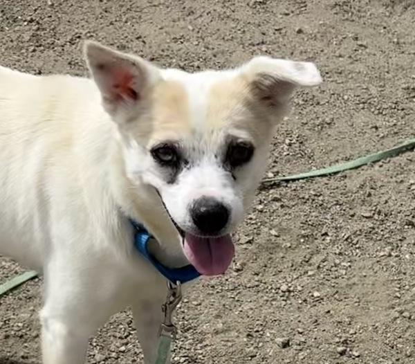Enlarge Mattie, a Adoptable mixed breed in Golden, CO image 1/1
