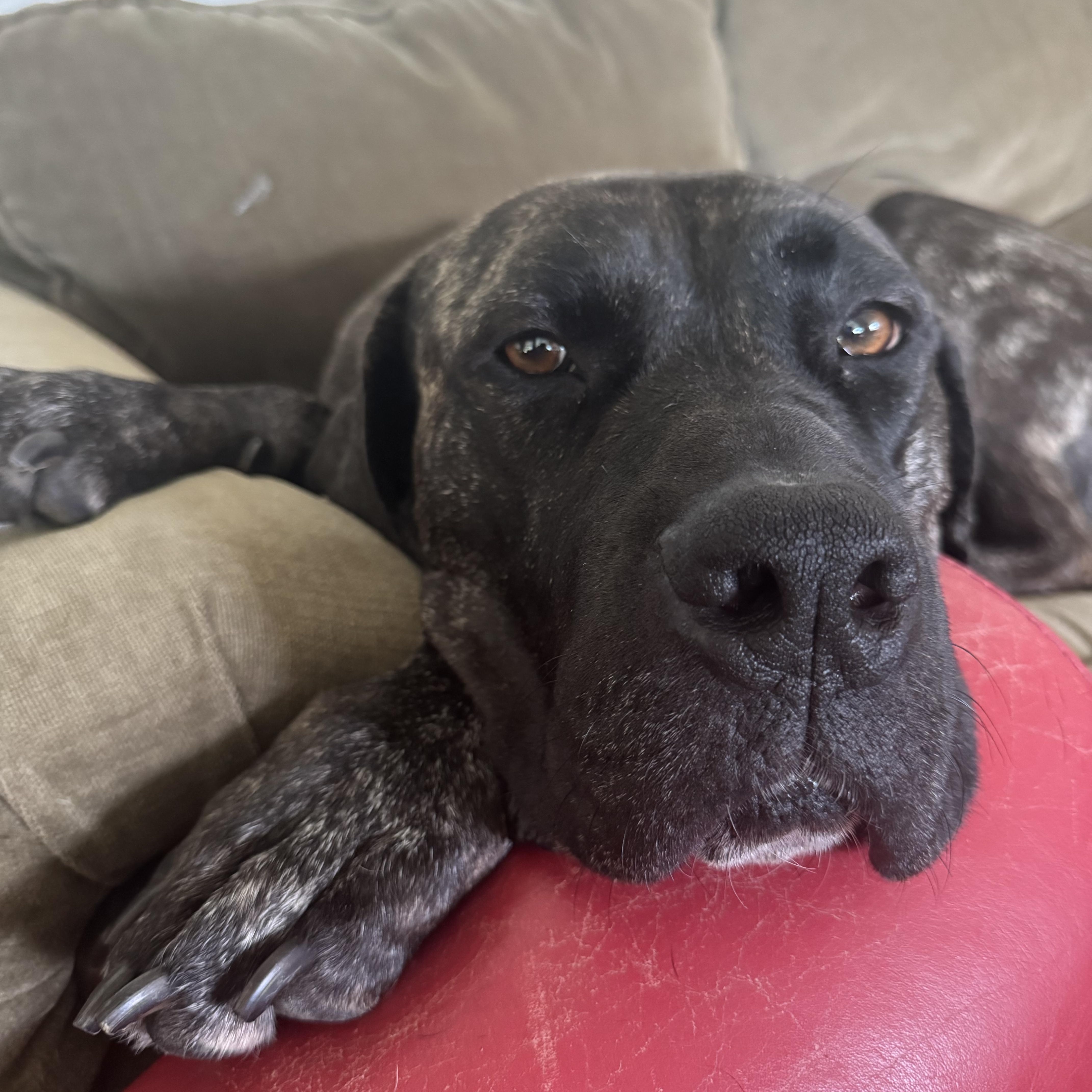 Daisy, a Adoptable mixed breed in South Saint Paul, MN image 1/6