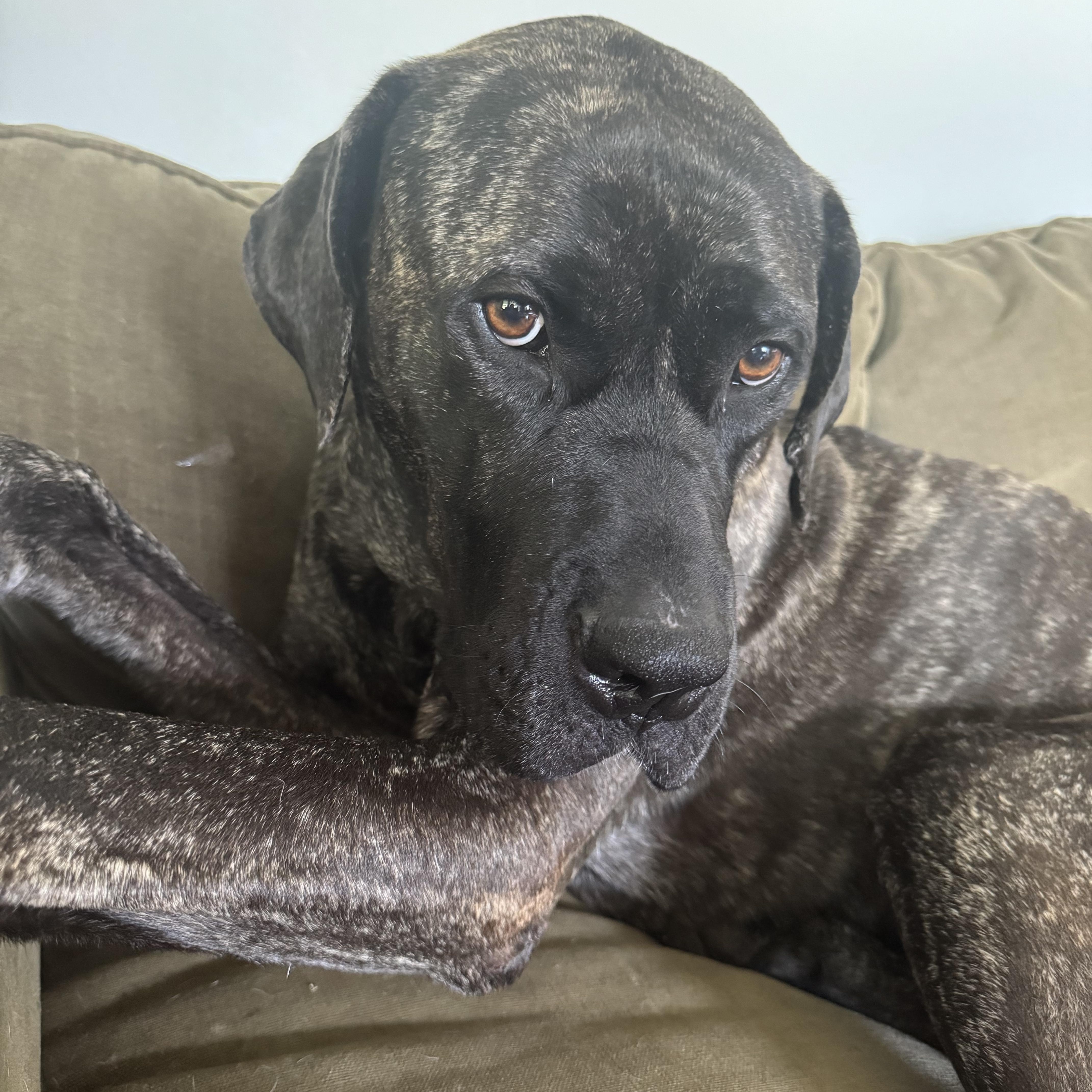 Daisy, a Adoptable mixed breed in South Saint Paul, MN image 6/6