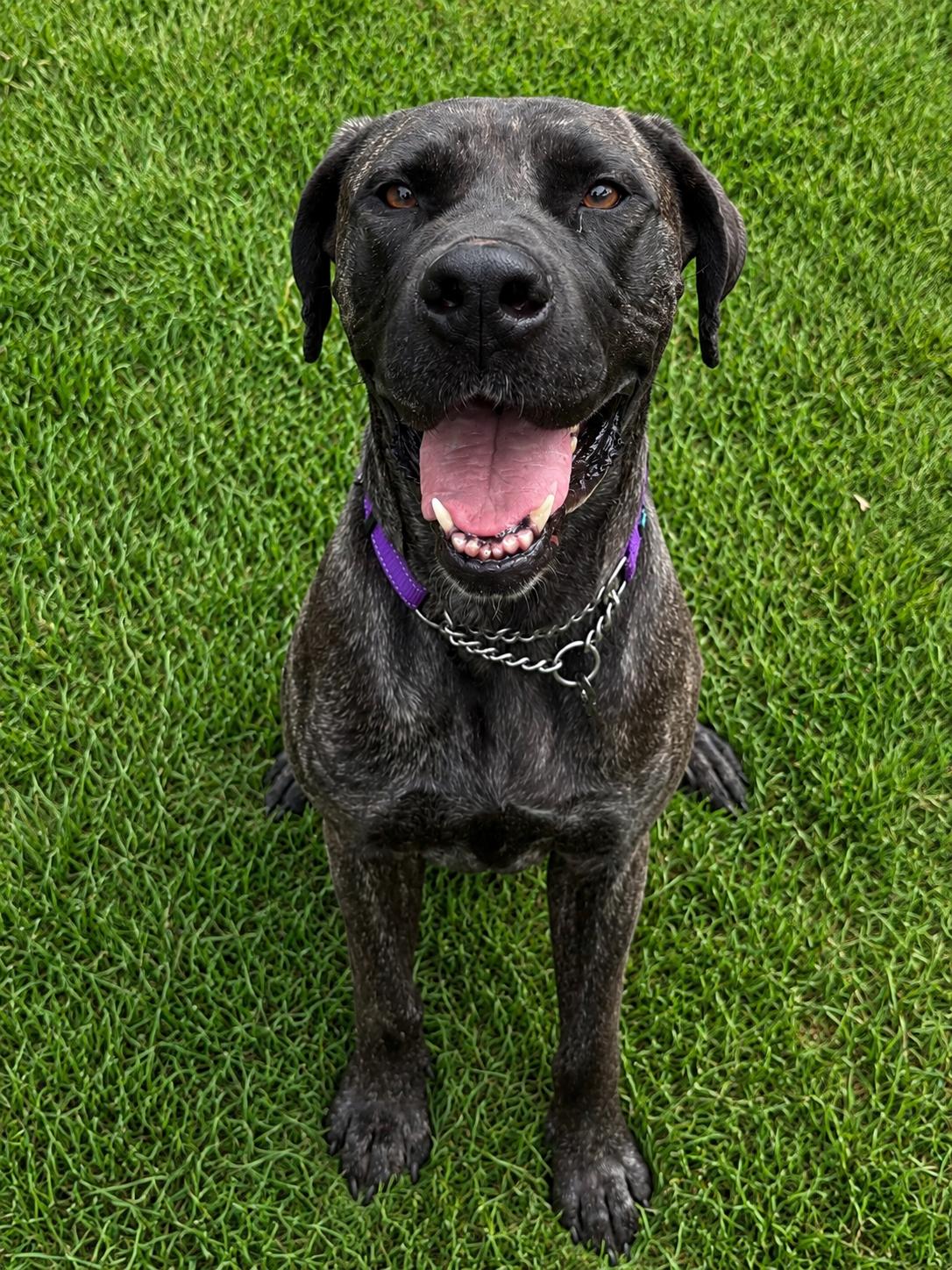 Daisy, a Adoptable mixed breed in South Saint Paul, MN image 5/6