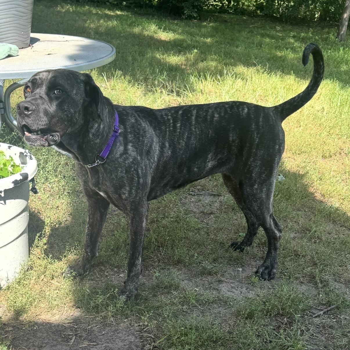 Daisy, a Adoptable mixed breed in South Saint Paul, MN image 2/6