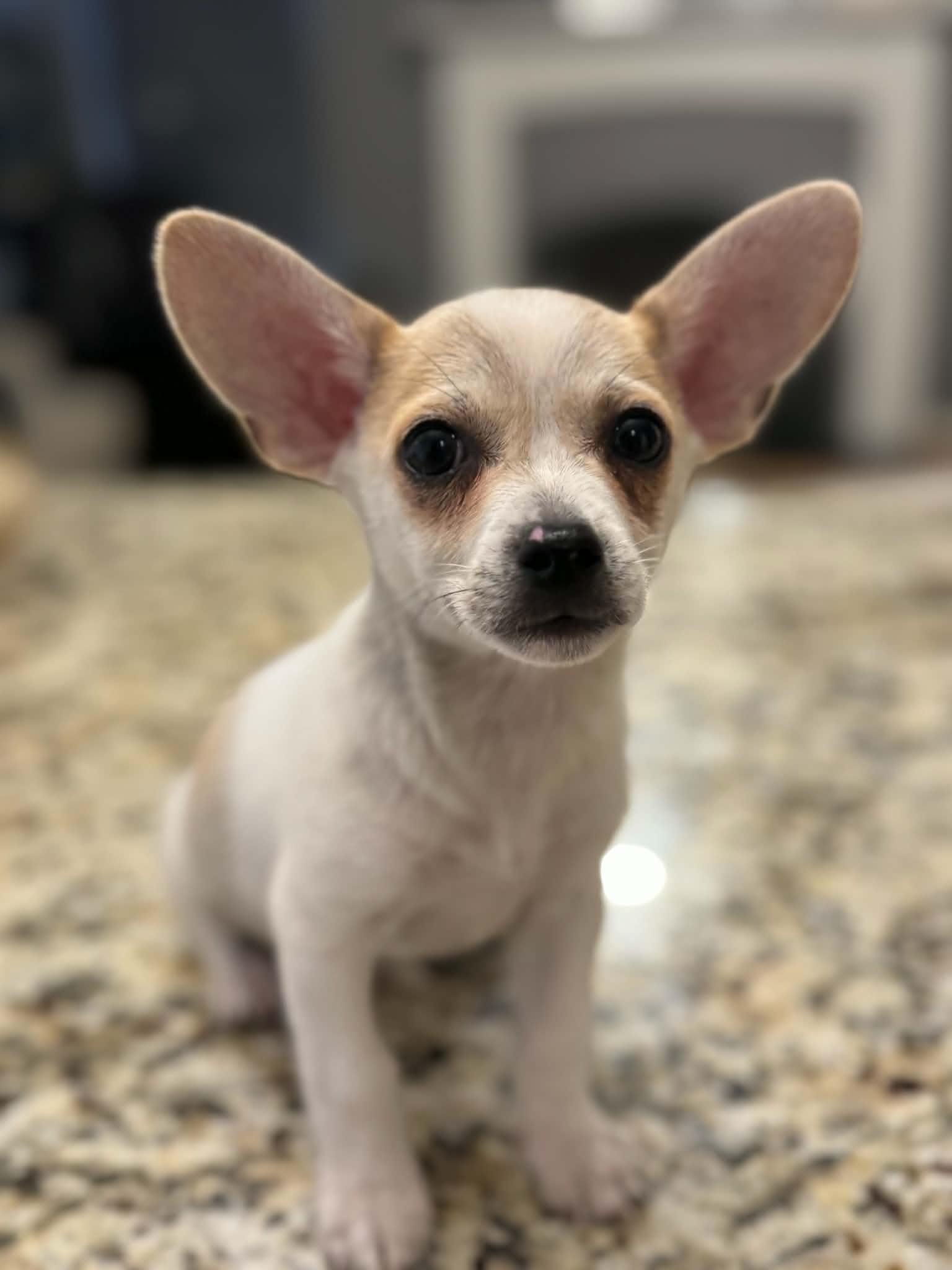 Enlarge Pickles, an adopted mixed breed in Gainesville, VA image 4/5