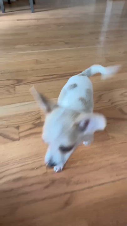 Enlarge Pickles, an adopted mixed breed in Gainesville, VA video 5/5
