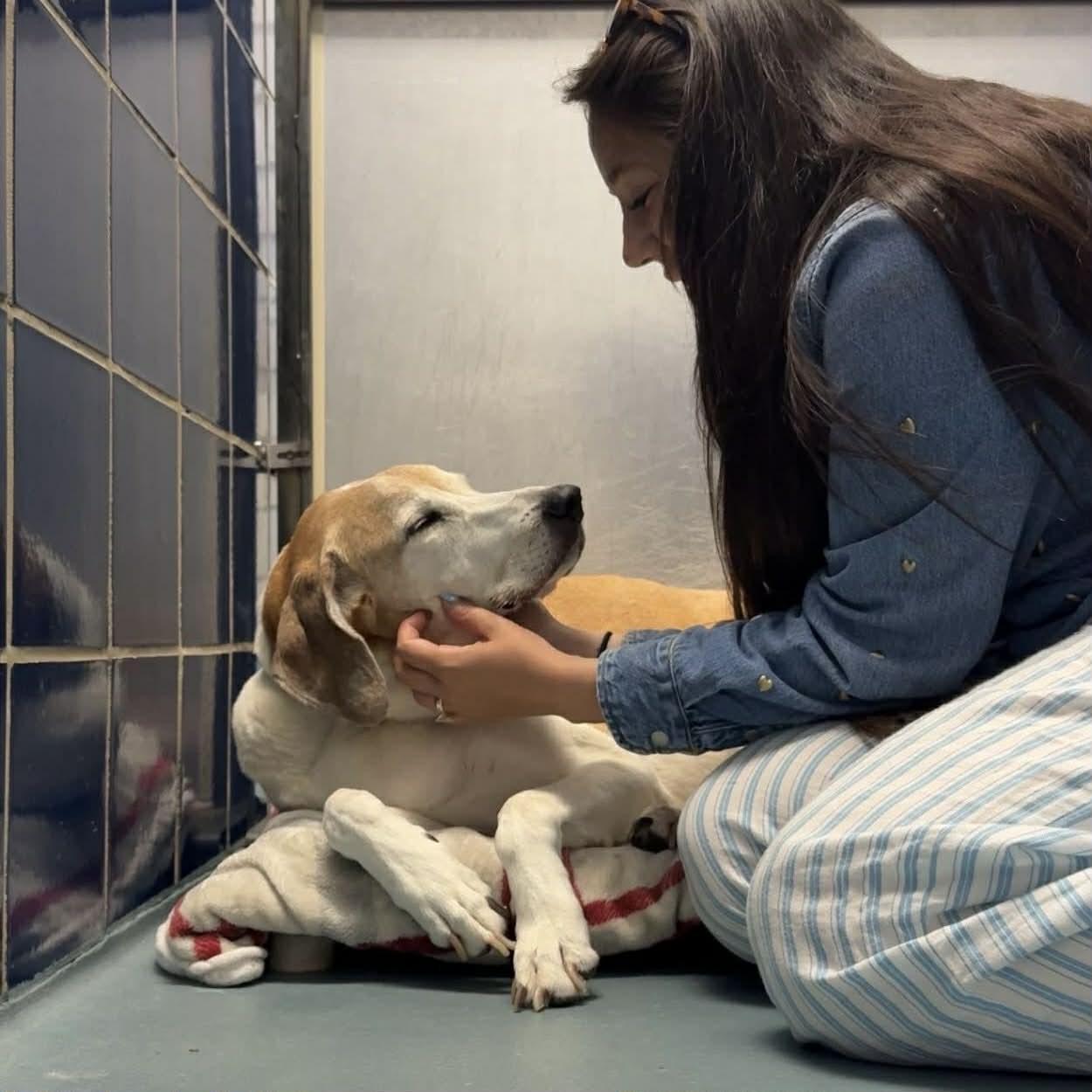 Enlarge Bart, a ADOPTABLE mixed breed in Boulder, CO image 3/6