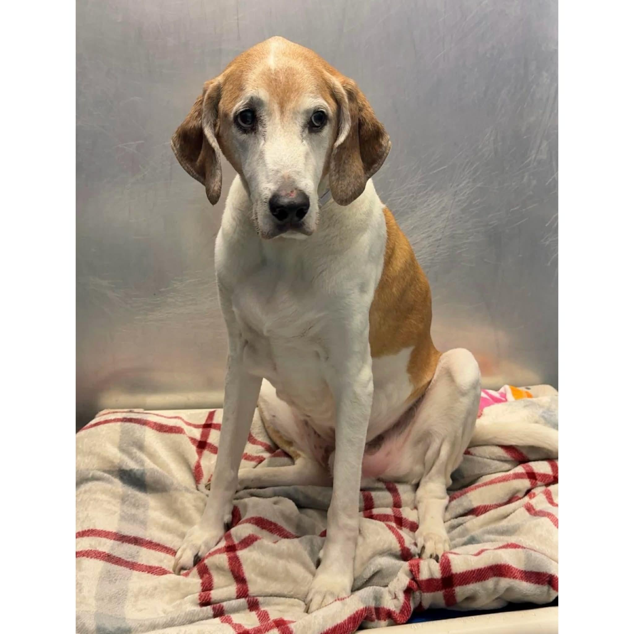 Bart, ADOPTABLE, Senior Male American Foxhound & Beagle.