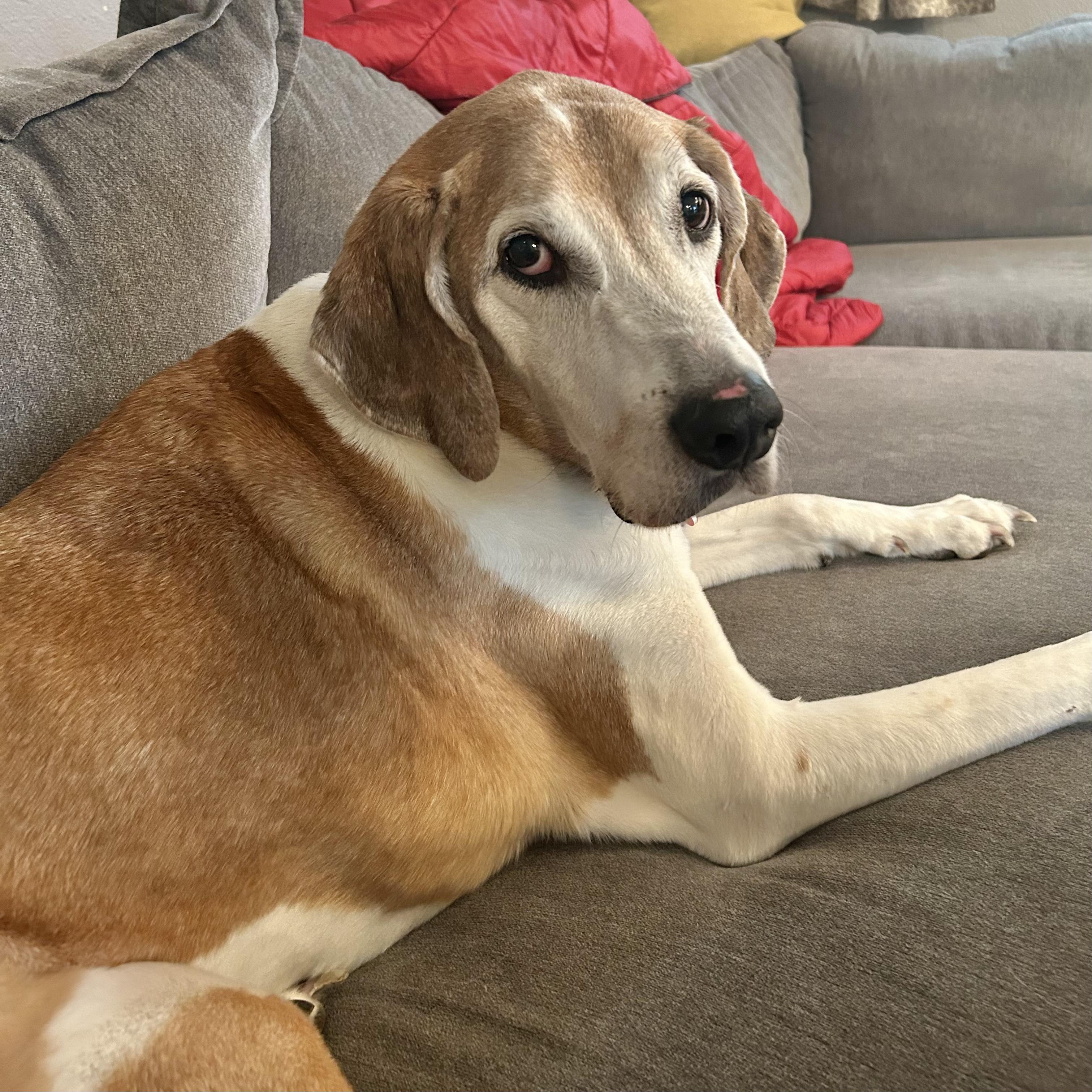 Enlarge Bart, a ADOPTABLE mixed breed in Boulder, CO image 6/6