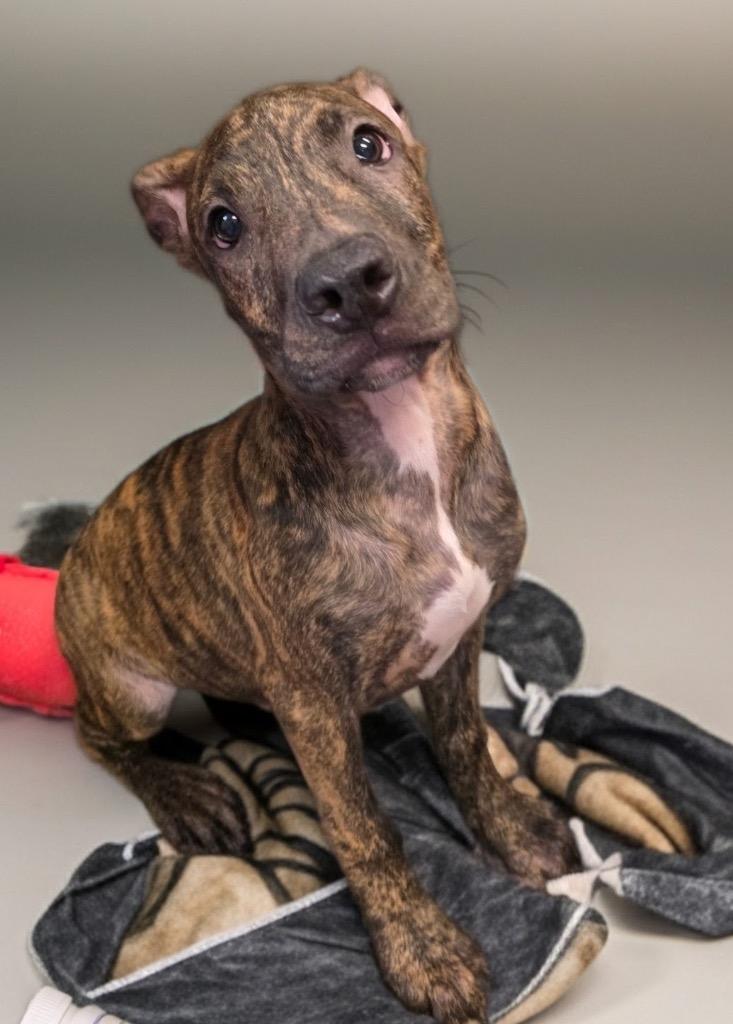 Mangal-4 mo old Puppy, Adoptable, Puppy Male Plott Hound & Mountain Cur.