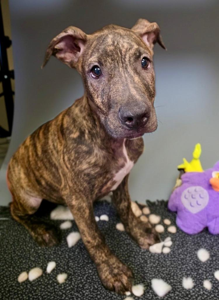 Enlarge Mangal-4 mo old Puppy, a Adoptable mixed breed in Fort Myers, FL image 2/2